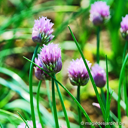 Eetbare bloemen in een pluktuin